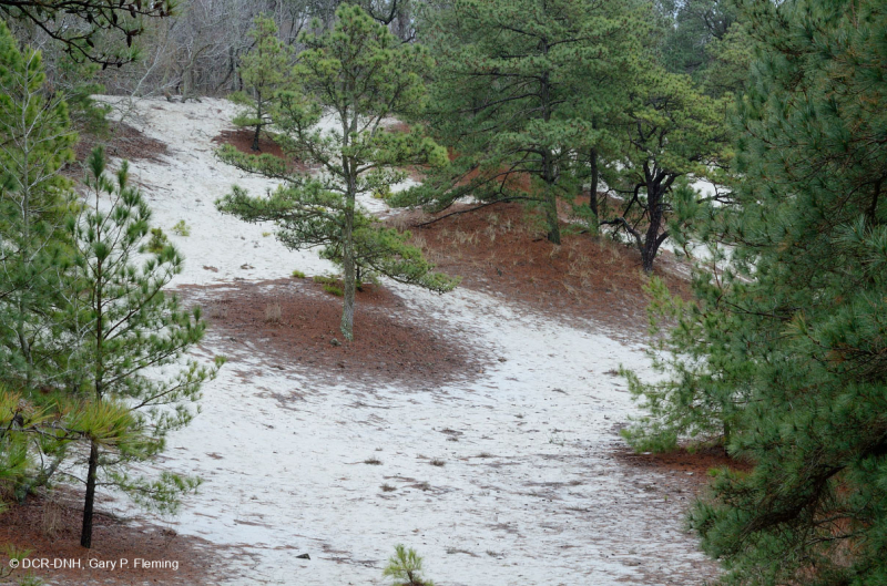 Rừng thông Loblolly / Cát thạch nam – CEGL006052