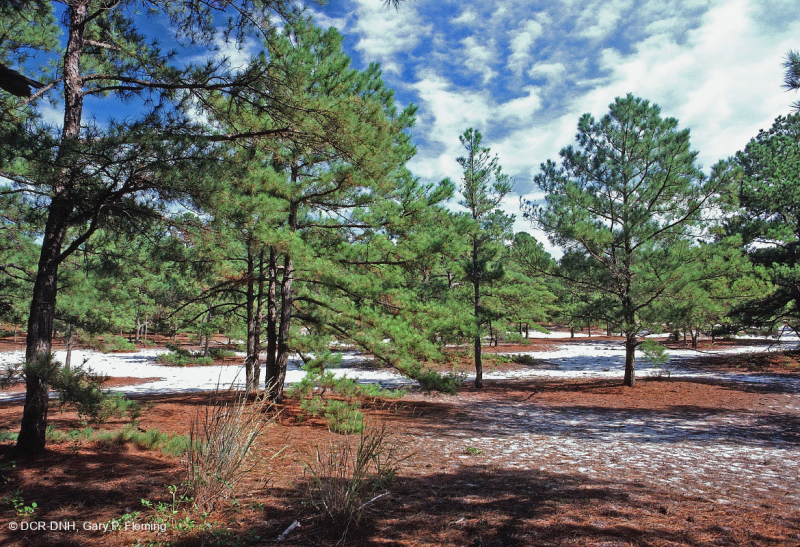 Rừng thông Loblolly / Cát thạch nam – CEGL006052