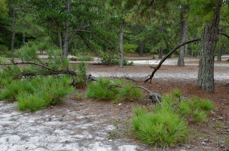 Rừng thông Loblolly / Cát thạch nam – CEGL006052