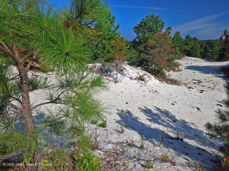 Rừng thông Loblolly / Cát thạch nam – CEGL006052