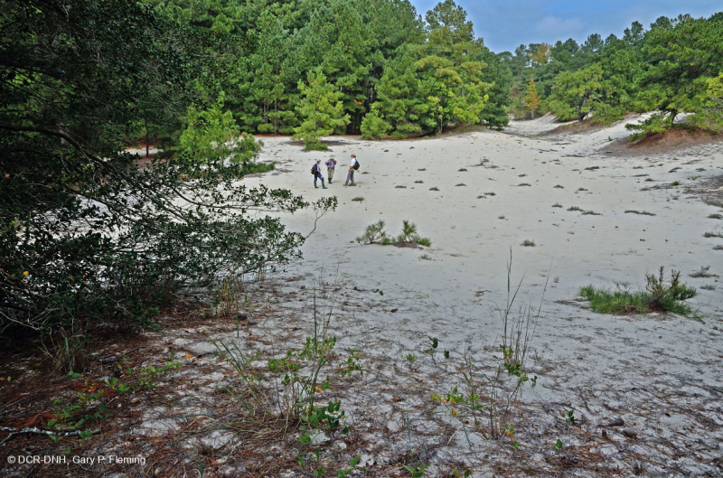 Rừng thông Loblolly / Cát thạch nam – CEGL006052