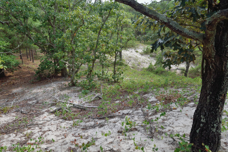 Rừng thông Loblolly / Cát thạch nam – CEGL006052