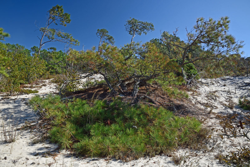 Rừng thông Loblolly / Cát thạch nam – CEGL006052