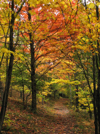 Bức ảnh đường mòn mùa thu.