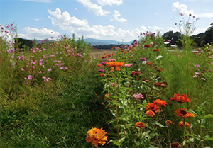 Justin và Kristi Schmidt