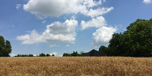 Cánh đồng nông trại