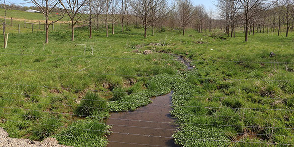 Vùng đệm ven sông