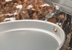 Nhựa cây từ cây phong