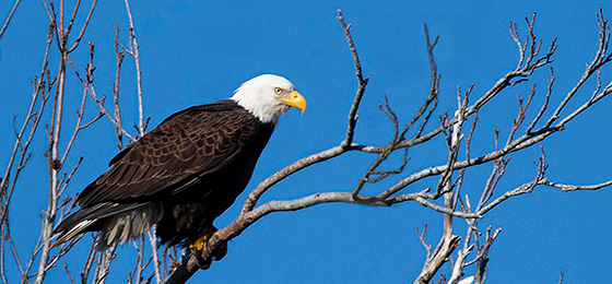 hình ảnh thanh trượt