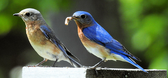 hình ảnh thanh trượt