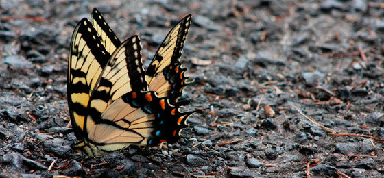 hình ảnh thanh trượt