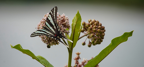 hình ảnh thanh trượt