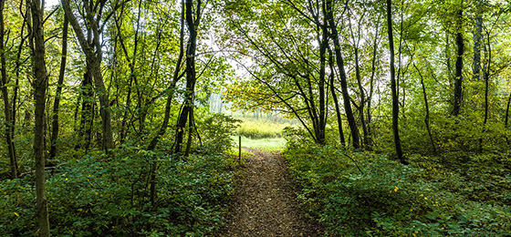 hình ảnh thanh trượt