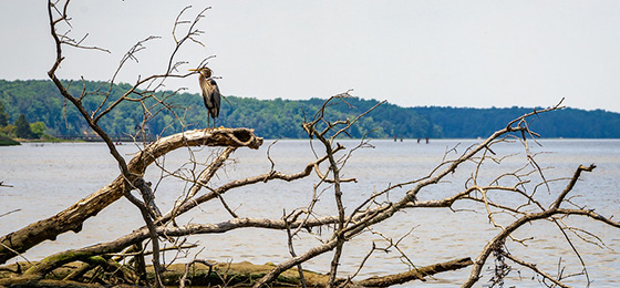 hình ảnh thanh trượt