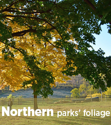 Báo cáo về mùa thu lá ở các công viên phía Bắc