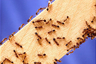 Kiến lửa nhập khẩu