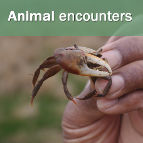 sự kiện động vật