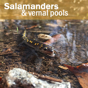 Salamanders và hồ nước mùa xuân