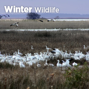 Động vật hoang dã mùa đông