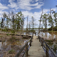 Đi bộ đường dài tại Công viên tiểu bang Mason Neck