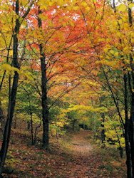 Lá cây trên đường mòn.